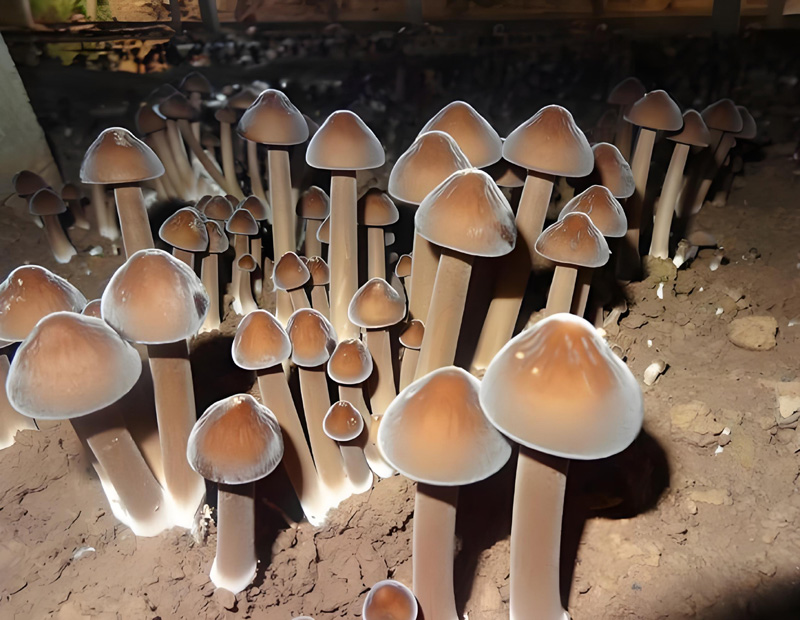 ʳƷ����ИI(y��)